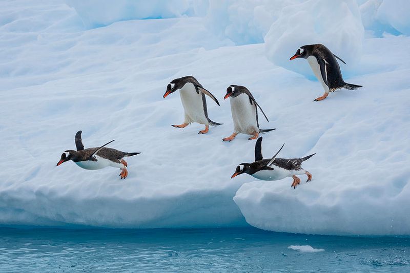 Penguins Are Clumsy