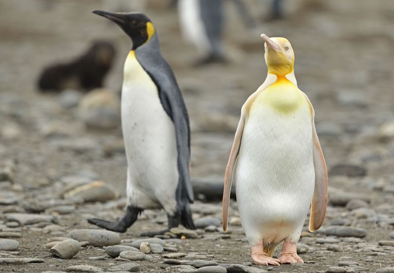 All Penguins Are Black And White