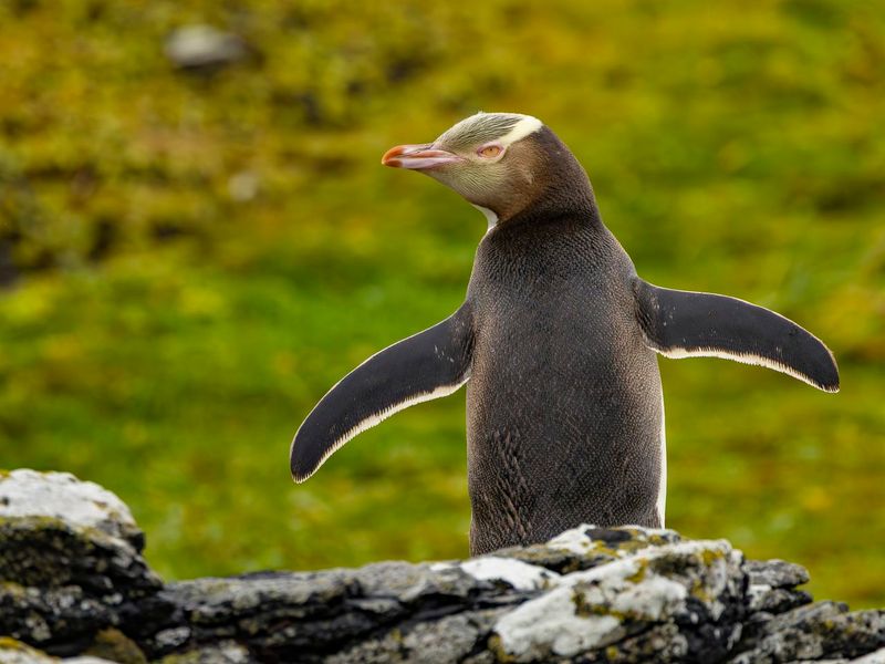 Penguins Are Always In Groups
