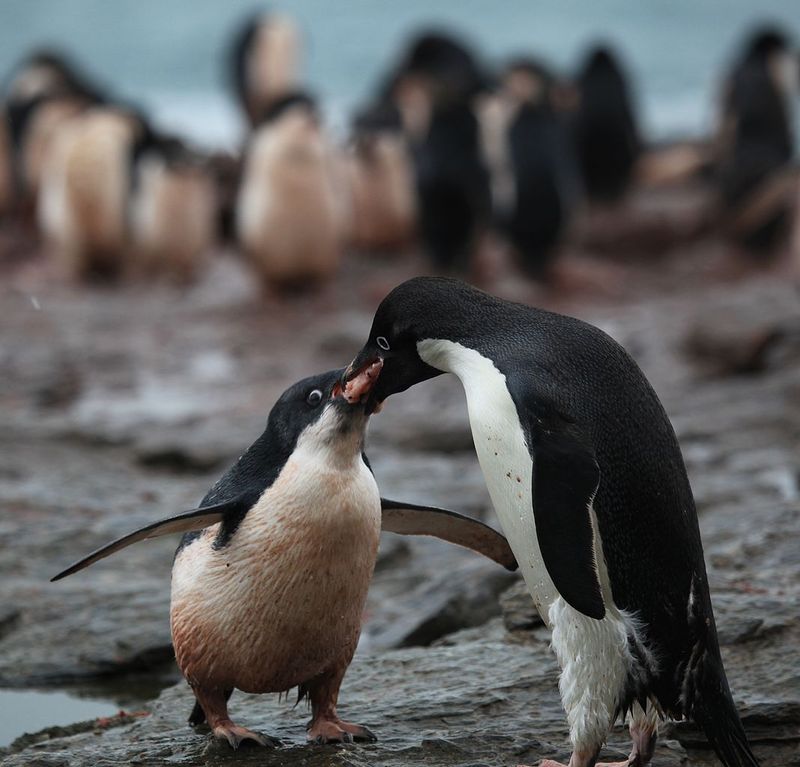 Penguins Only Eat Fish