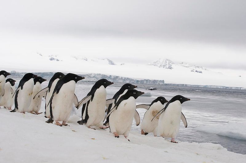 Penguins Can’t Walk Properly