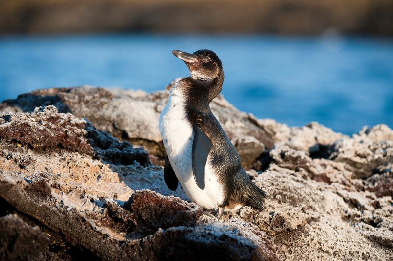Penguins Are Always Cold