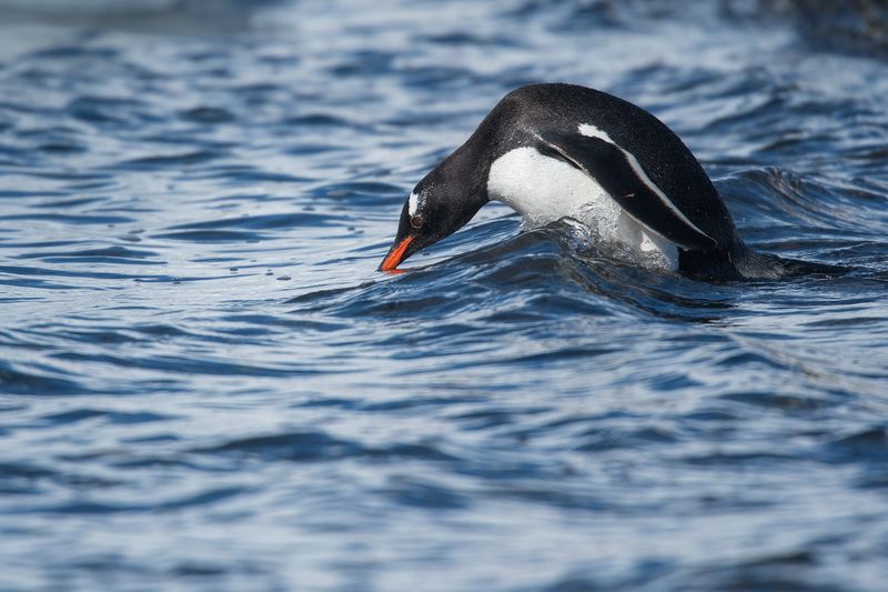 Penguins Can't Drink Saltwater