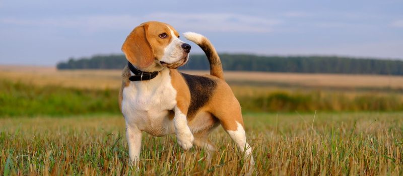 Ohio - Beagle
