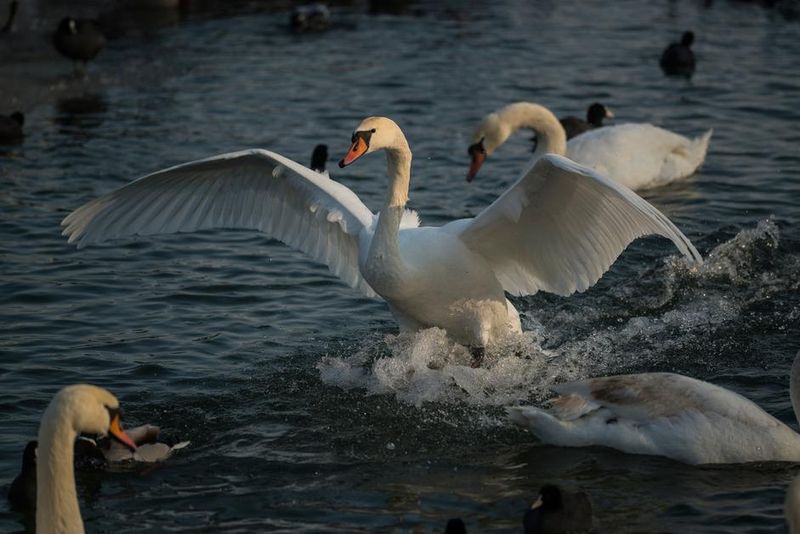 Mute Swan