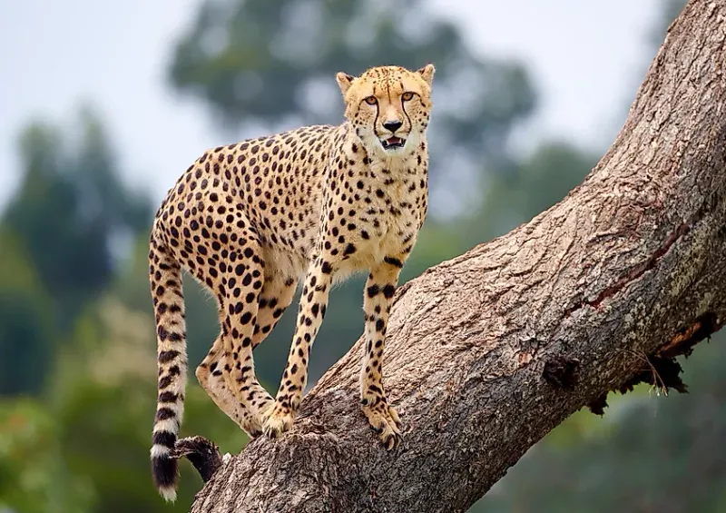 Evolutionary Advantage