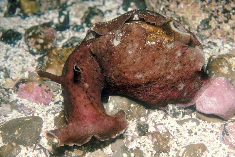 Sea Hare