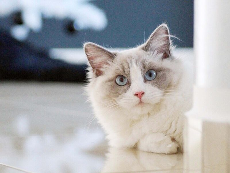Ragdoll