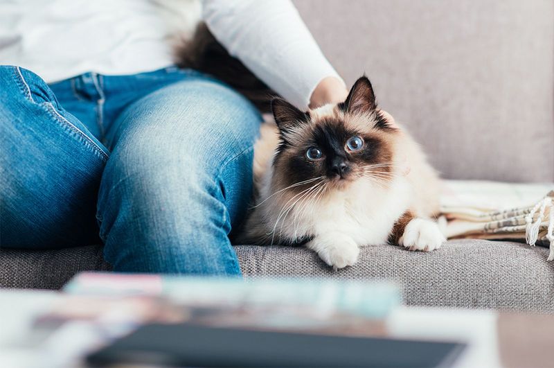 Birman