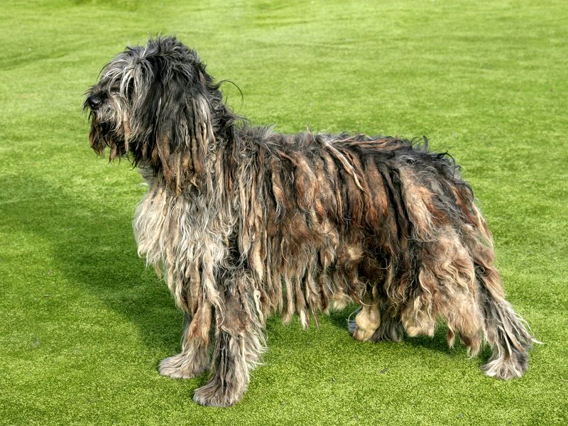 Bergamasco Shepherd