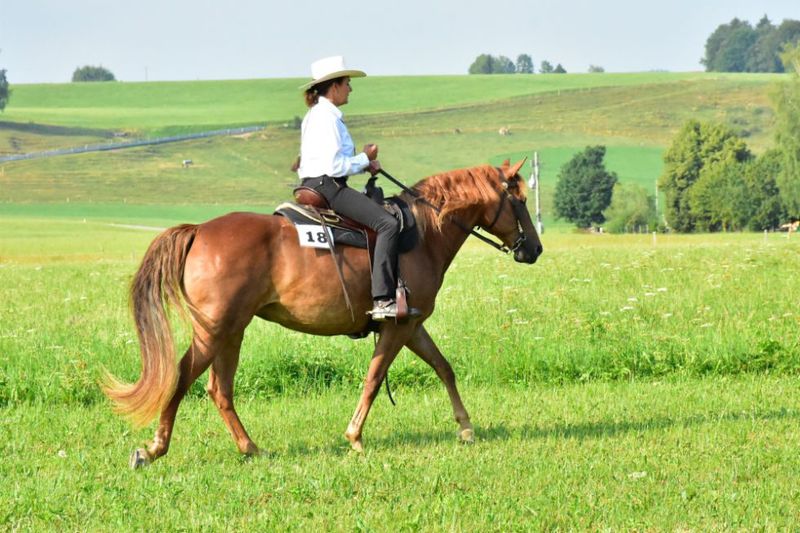 Missouri Fox Trotter