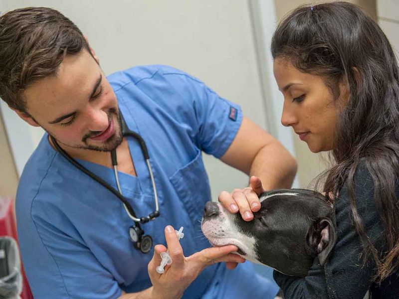 Vet Discount Programs