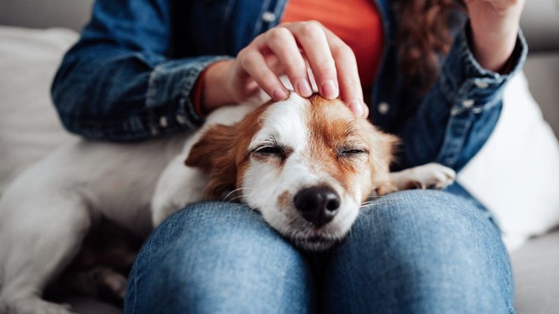 How Pets Help Combat Stress