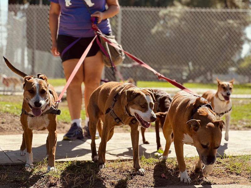How Pets Strengthen Human Bonds