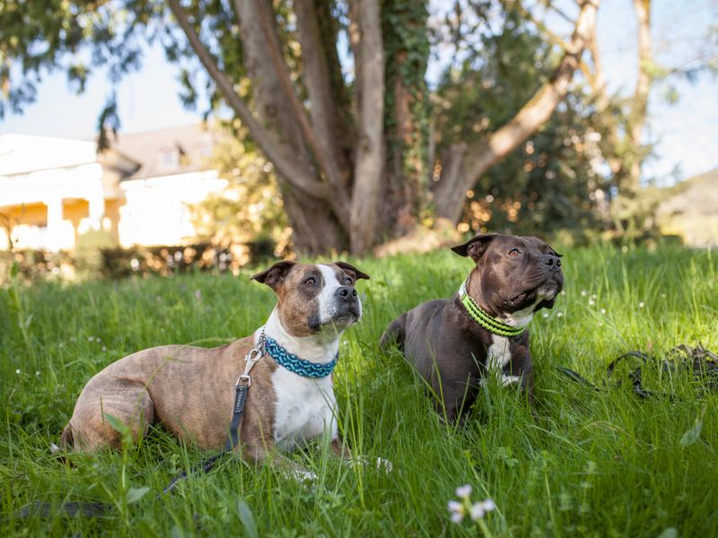 Why Pets Make Us Feel Secure