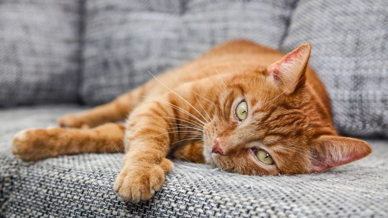 Psychological Benefits Of Pet Ownership