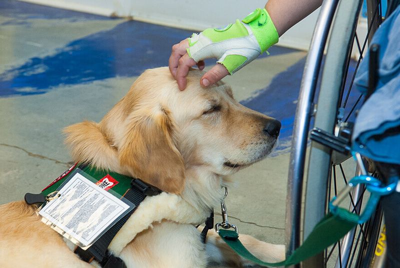 Pets As Essential Companions