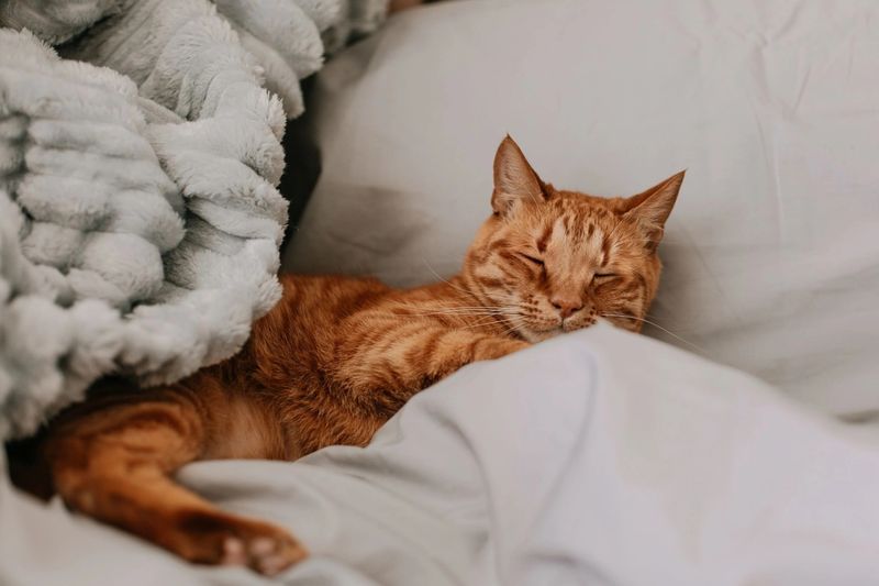 Pets As Natural Stress Relievers