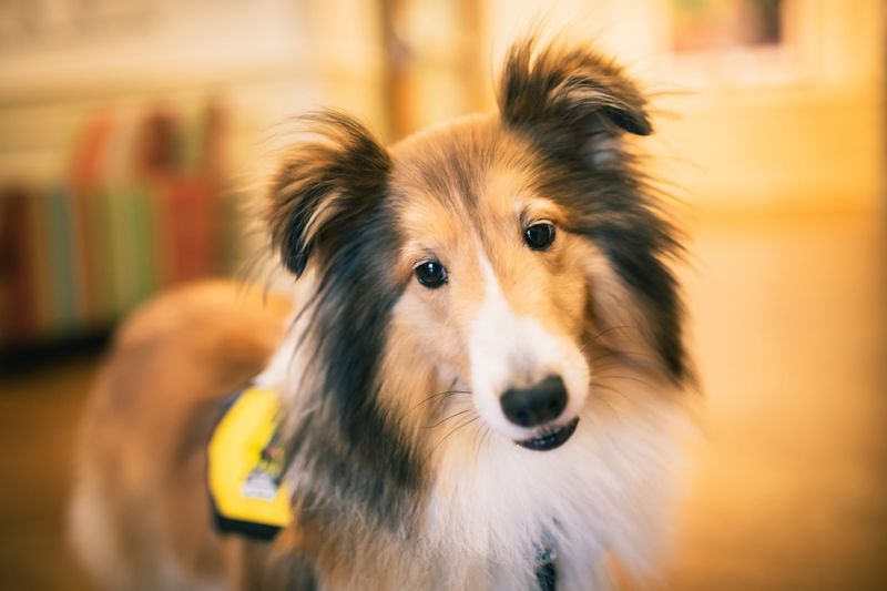 Pets As Emotional Anchors