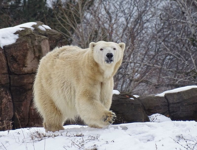Detroit Zoo