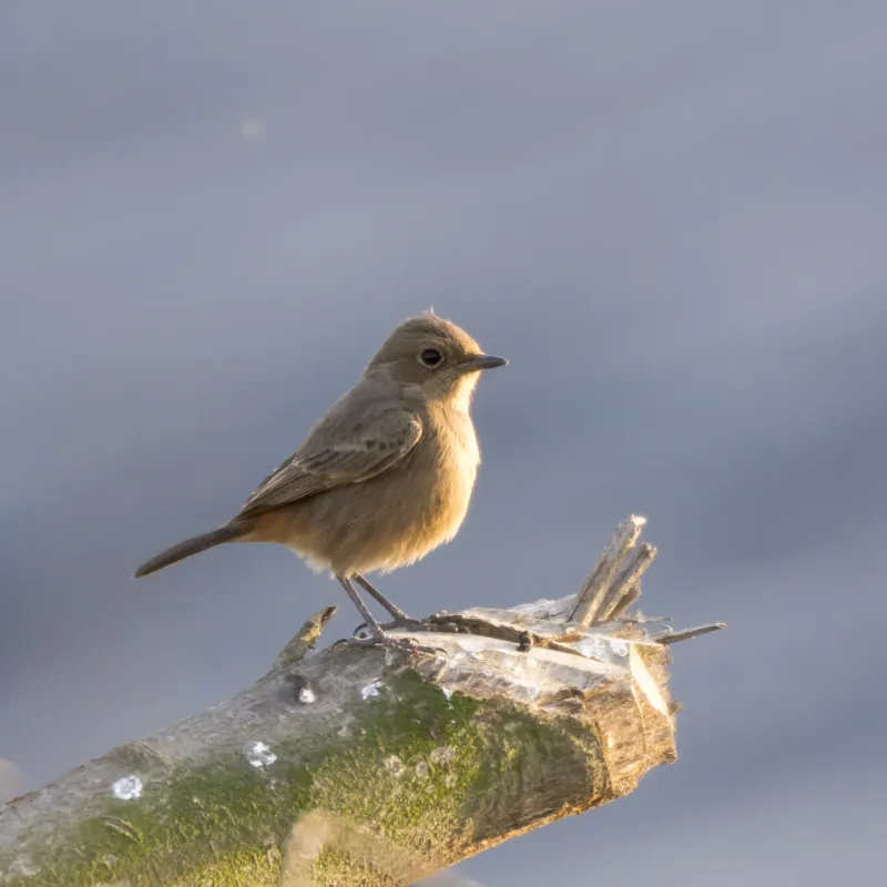 Pied Bushchat