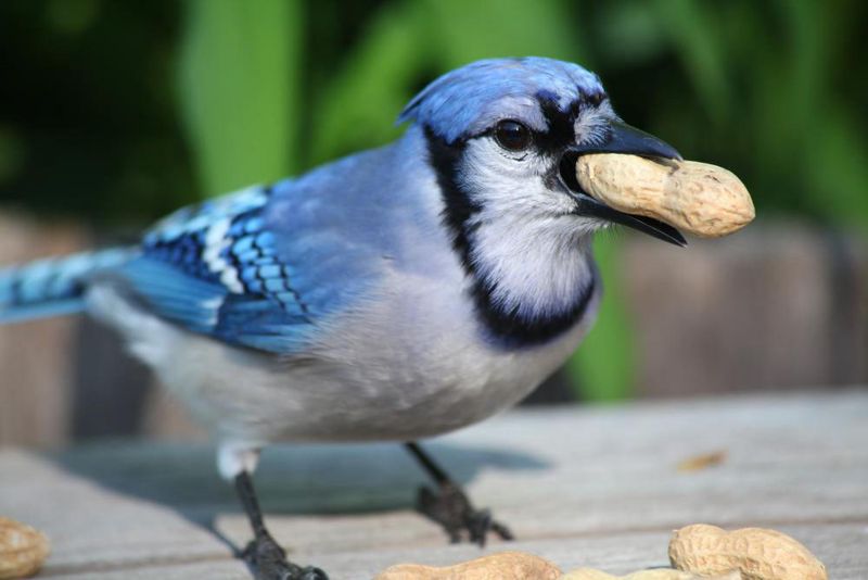Blue Jay