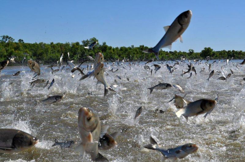 Fish Jumping Out Of Water