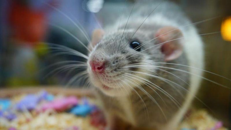 Rats