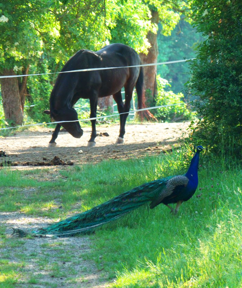 Peacocks