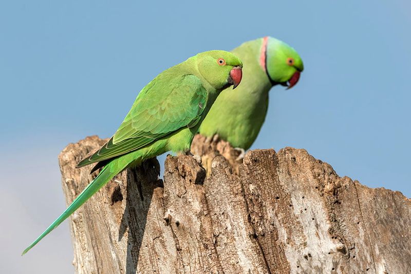 Ringneck Parakeet