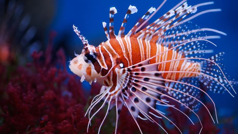 Lionfish