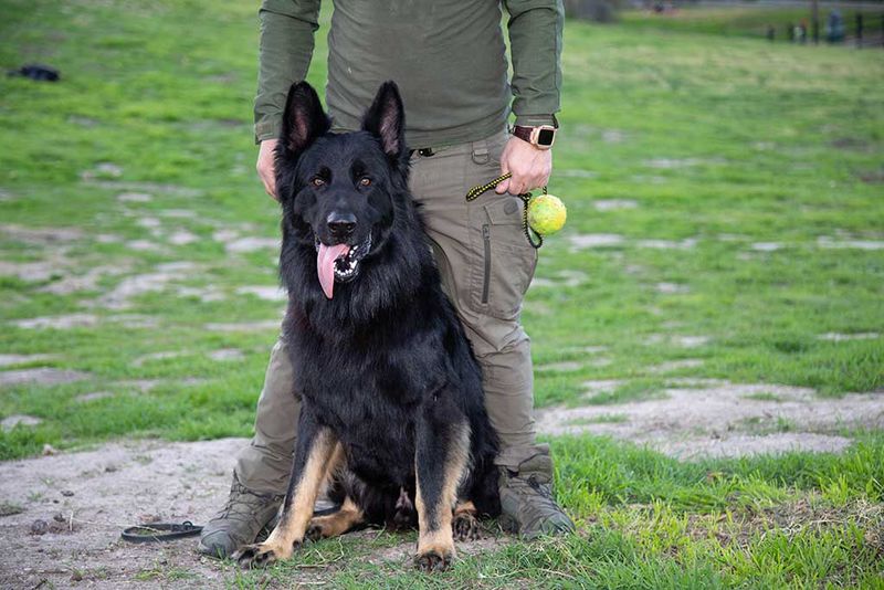 German Shepherd