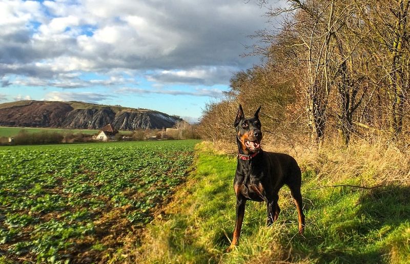 Doberman Pinscher