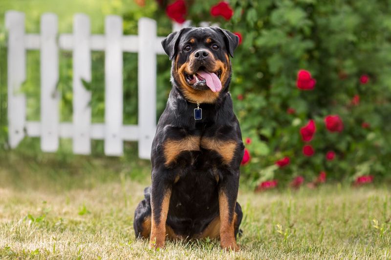 Rottweilers: Teddy Bears In Disguise