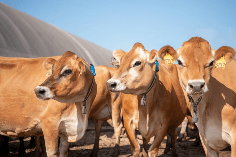 Selecting The Right Breed