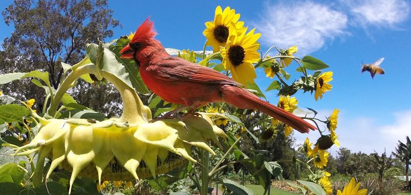 Plant Sunflower Seeds
