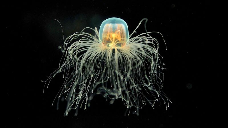 Jellyfish