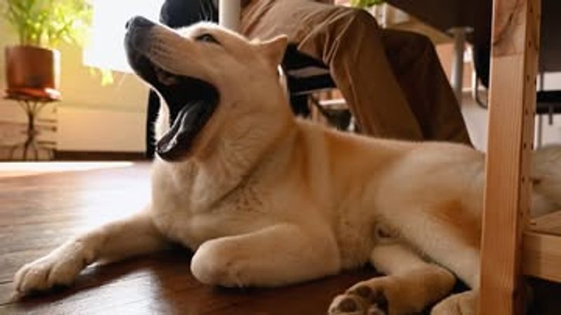 Yawning When You Yawn
