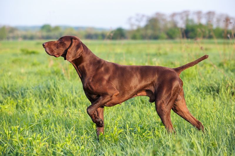Paw Raising While Hunting