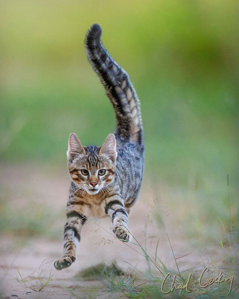 Playful And Energetic