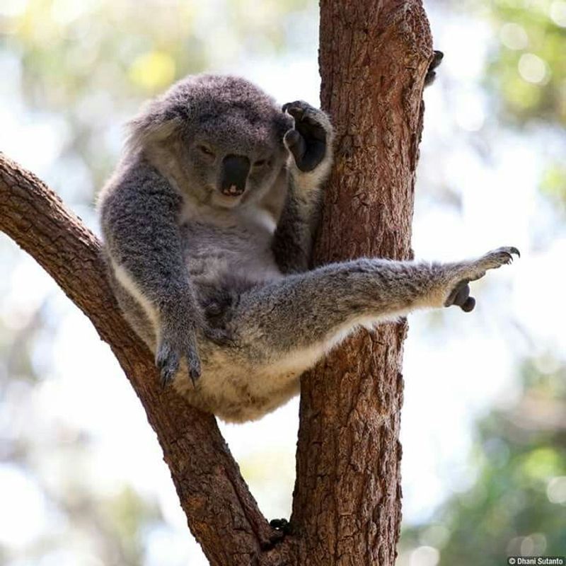 Stretching Their Limbs After A Nap