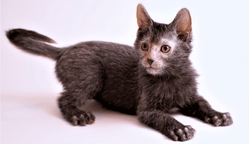 Fascinating Grooming Habits