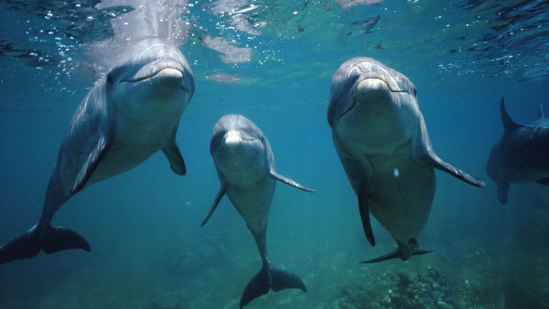 Dolphin Intelligence