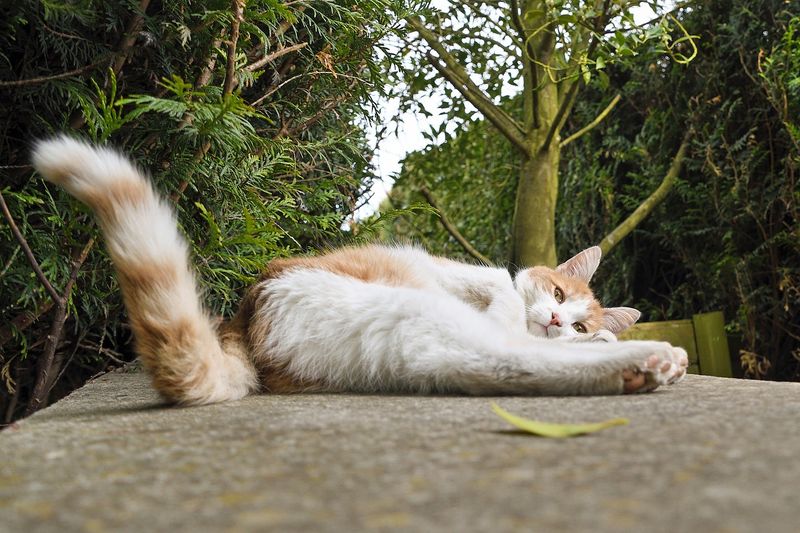 Tail Twitching
