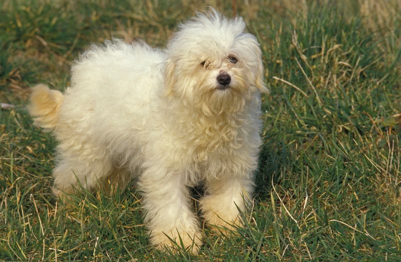 Bolognese: The Fluffy Italian Companion