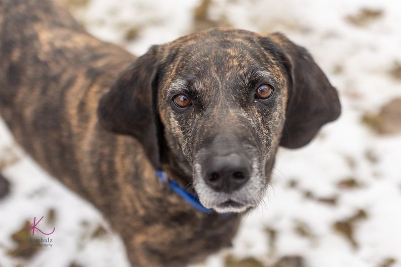 Plott Hound