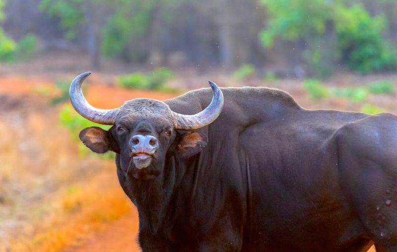 Gaur
