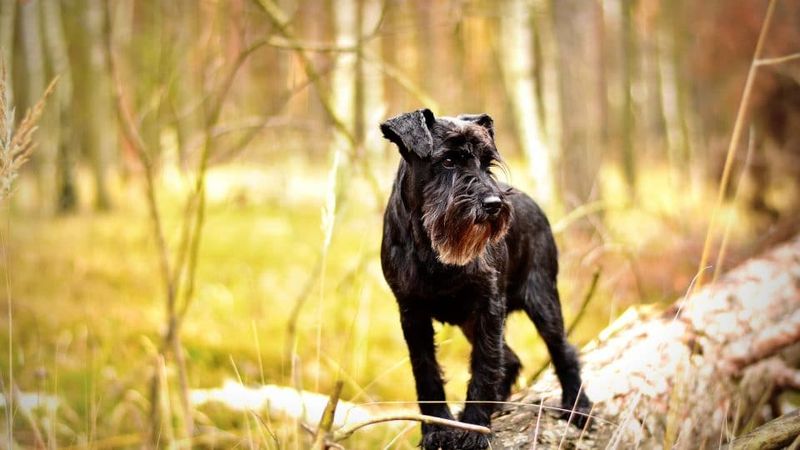 Schnauzer