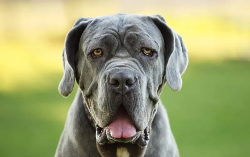 Mastiff