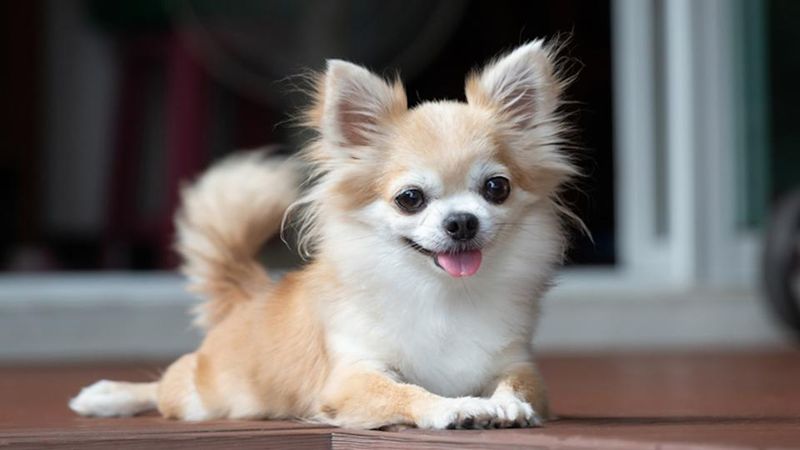 Chihuahua